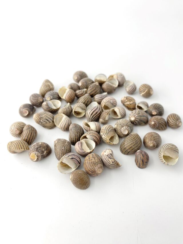 イナズマカノコ【約1.0～2.0cm】[メール便可-400gまで]En: Neritina