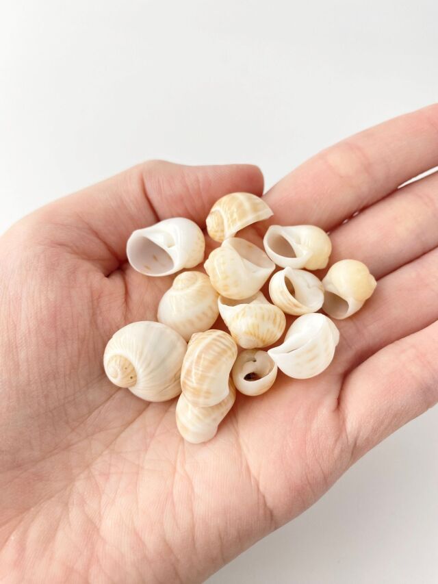 クダモノタマガイ【約1～1.7cm】[メール便可-400gまで] En: Natidae