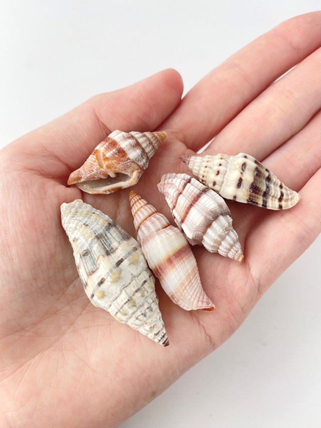 オオミノムシガイ【約3.0～5.0cm】[メール便可-400gまで] En