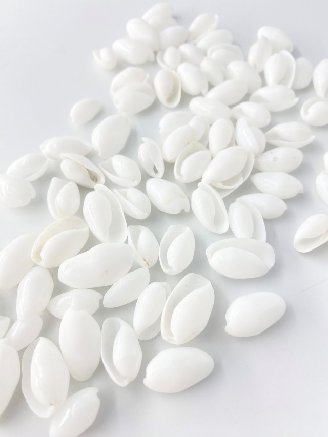 カイコガイ磨【約1.5～2.5cm】[メール便可-400gまで] En: White