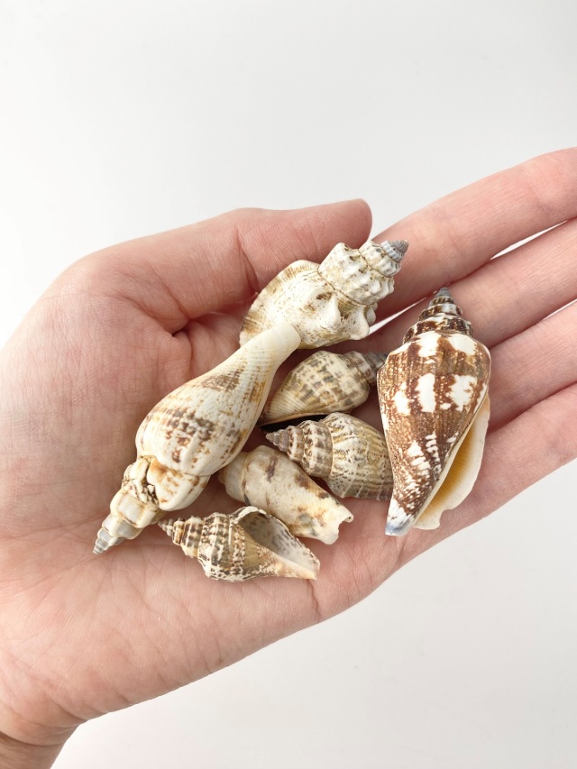 ウルシス【約2.5～5.0cm/500g】 En: Strombus Urces (Size:2.5-5cm