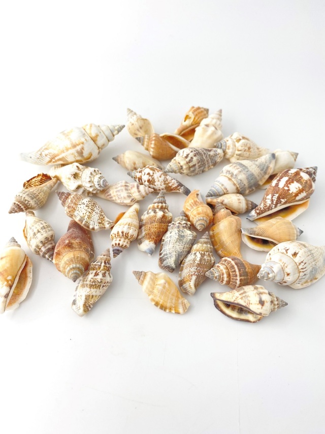 ウルシス【約2.5～5.0cm/500g】 En: Strombus Urces (Size:2.5-5cm