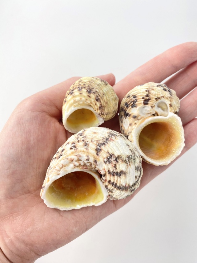 キングチサザエ【約4.0～6.0cm/500g 】 En: Turbo Gold Mouth (Size