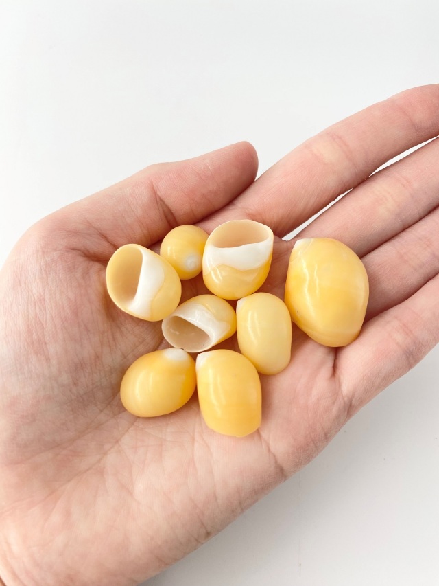 ミカンの皮(力作) 極早みかん 小玉ちゃん 1.8kg / インターネットのみかんのお店