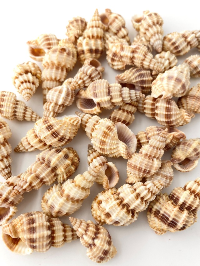 トクサバイ【約2.5～3.5cm】[メール便可-300gまで] En: Phos