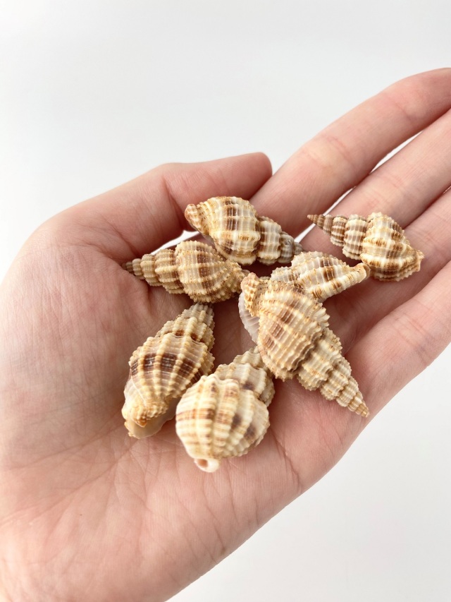 トクサバイ【約2.5～3.5cm】[メール便可-300gまで] En: Phos