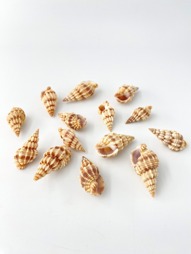 トクサバイ【約2.5～3.5cm】[メール便可-300gまで] En: Phos