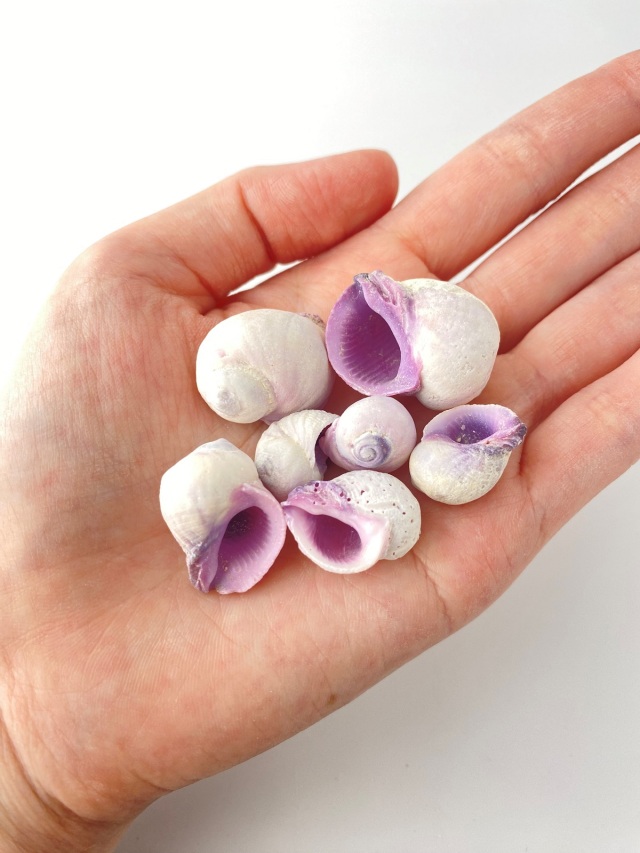 貝殻の装飾品 白色と薄紫色 クチムラサキサンゴヤドリ【約1.5～3.0cm】[メール便可-500gまで]En