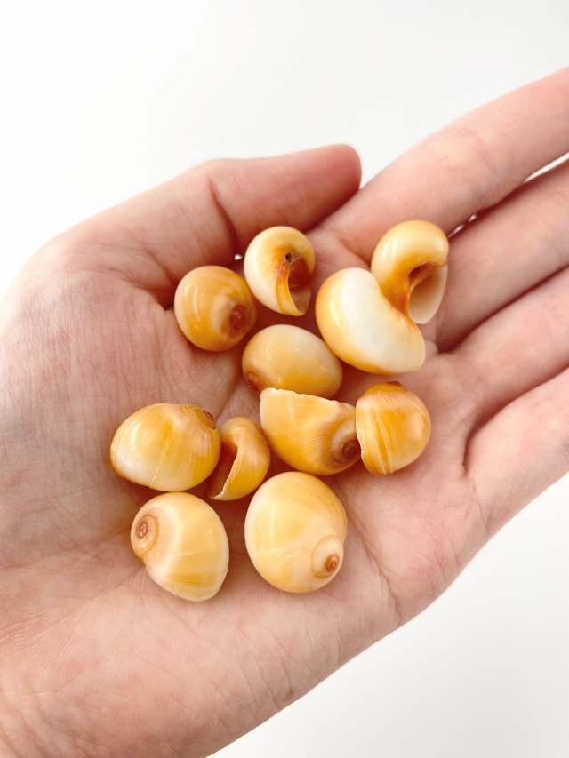 キハダトミガイ磨き【約1.5～2.0cm/100g】[メール便可-4袋まで] En