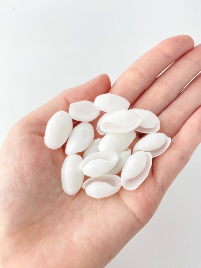 カイコガイ磨【約1.5～2.5cm】[メール便可-400gまで] En: White