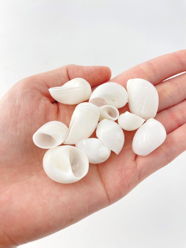 トミガイ磨き【約1.0～2.5cm/100g】[メール便可-4袋まで] En