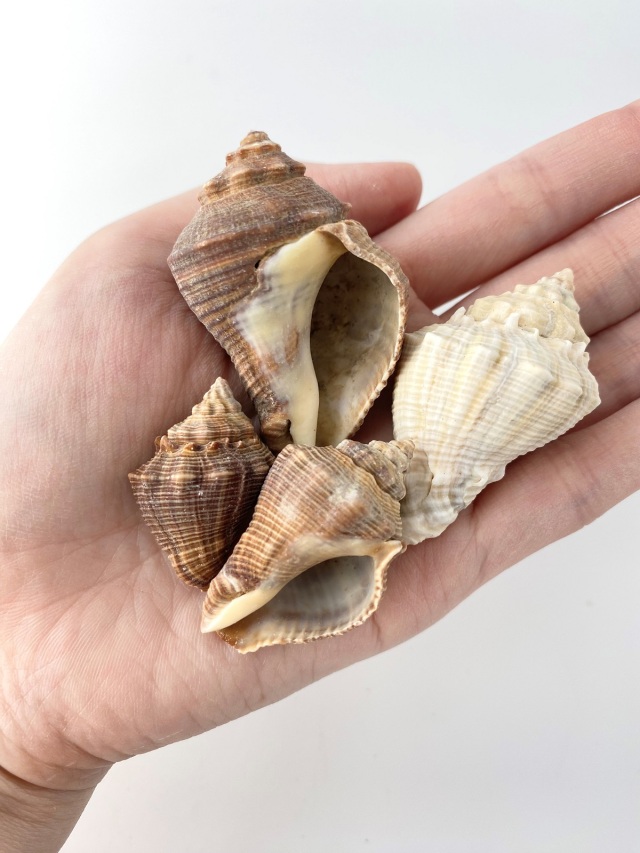 サイヅチボラ【約3～6cm/約500g】 En:Nolema myristica (size: 3