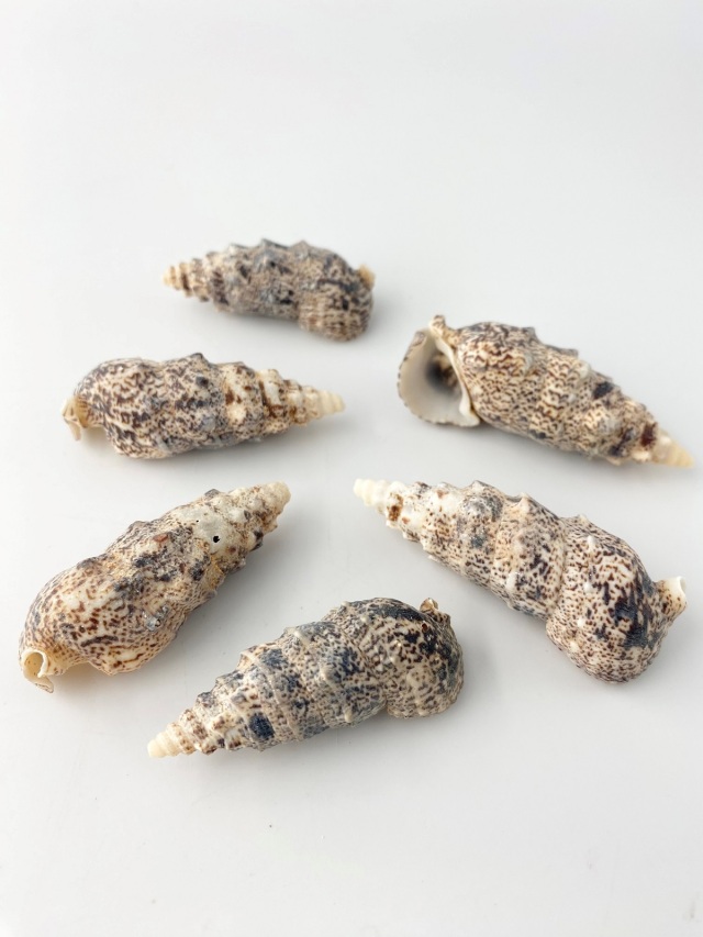ツノブエ【約5.0～7.0cm】[メール便可-300gまで] En: cerethium