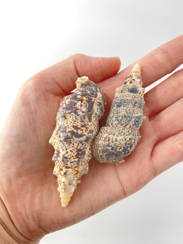 ツノブエ【約5.0～7.0cm】[メール便可-300gまで] En: cerethium