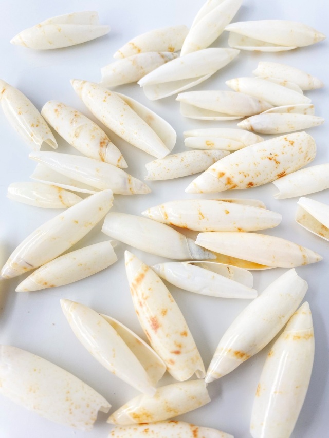 貝殻の装飾品 白色と薄紫色 クチムラサキサンゴヤドリ【約1.5～3.0cm】[メール便可-500gまで]En