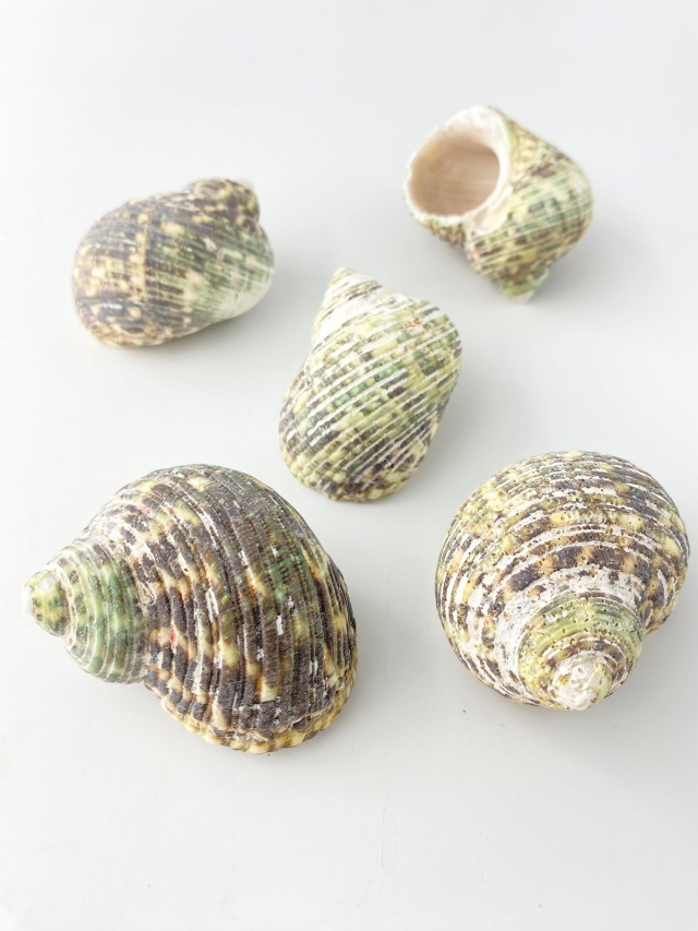 マルサザエ【約5～6cm/500g 】 En:Turbo setosus (size:5-6cm, per 500g)