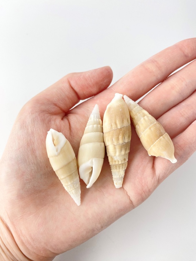 ベルタガス ライトブラウン(タケノコカニモリ)【約3.5～5.0cm/500g