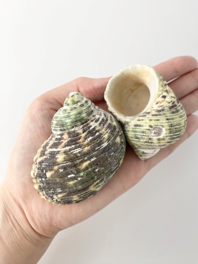 マルサザエ【約5～6cm/500g 】 En:Turbo setosus (size:5-6cm, per