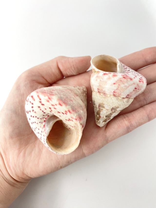 ベニシリダカ【約4.0～6.0cm/500g 】 En:Tectus conus (size