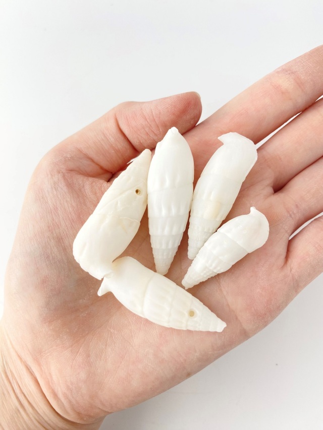 ベルタガス(タケノコカニモリ)【約3～6cm】[メール便可-400gまで] En