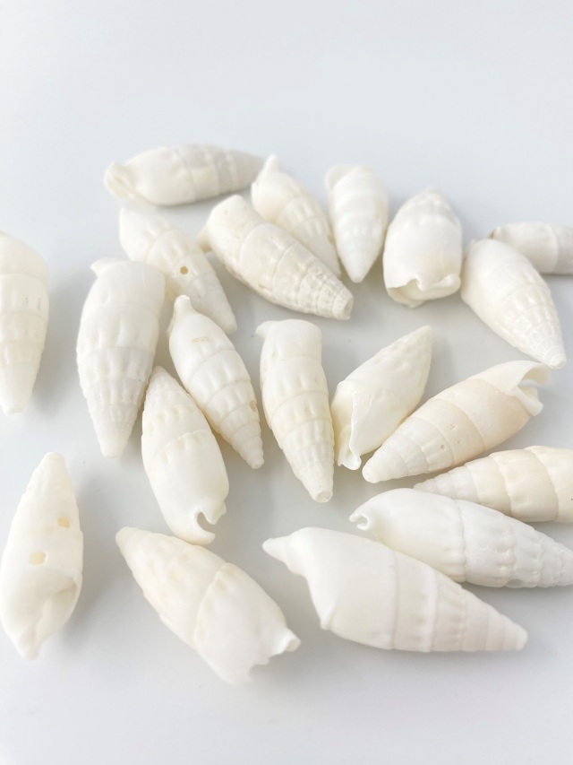 ベルタガス(タケノコカニモリ)【約3～6cm】[メール便可-400gまで] En