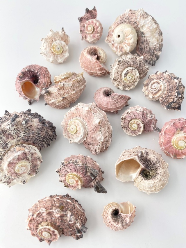 リュウキュウカタベ【約3.5～7cm/500g】 En:Angaria delphinus(Size