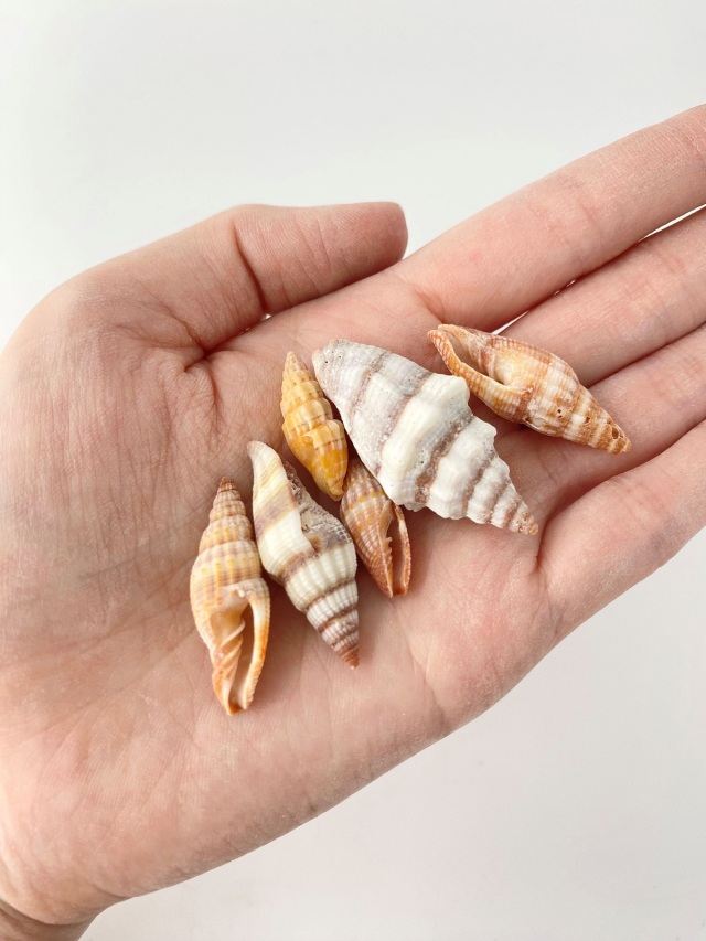 ミノムシガイ大小ミックス【約1.5～4.5cm】[メール便可-600gまで] En