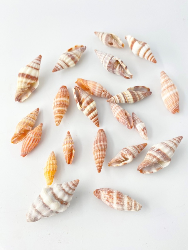 ミノムシガイ大小ミックス【約1.5～4.5cm】[メール便可-600gまで] En