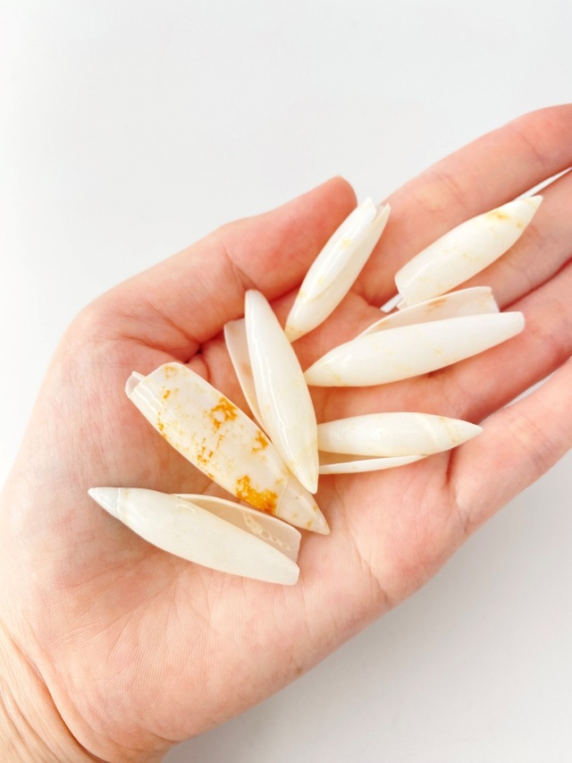 トンボガイ磨き【約3～5cm/50g】[メール便可-4袋まで] En