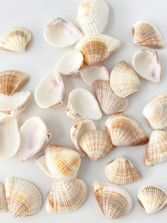 シオヤガイ【約1.5～2cm】[メール便可-300gまで] En: Anomalocardia