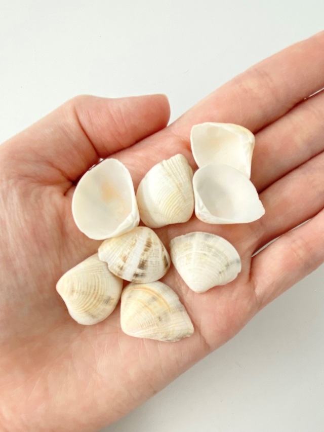 サンカクアサリ【約1.5～2.5cm】[メール便可-300gまで] En: TRG