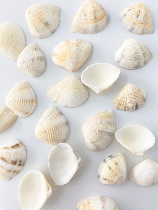 サンカクアサリ【約1.5～2.5cm】[メール便可-300gまで] En: TRG