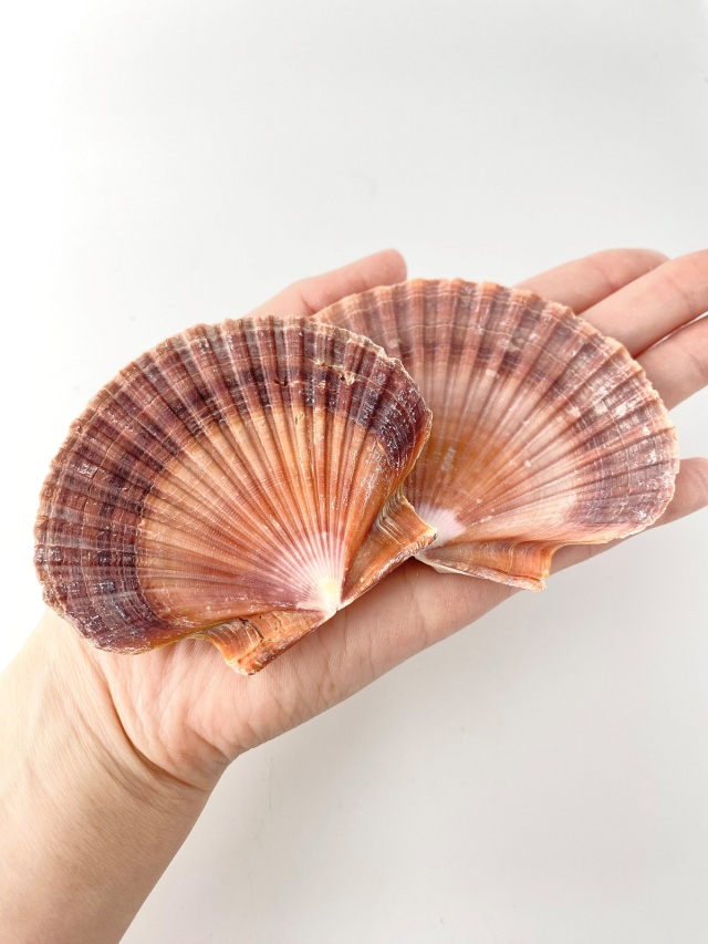 ボグデシフラツ(メキシコイタヤガイ)【約6.0～8.0cm】[メール便可