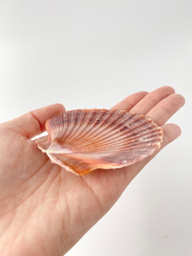 ボグデシフラツ(メキシコイタヤガイ)【約6.0～8.0cm】[メール便可