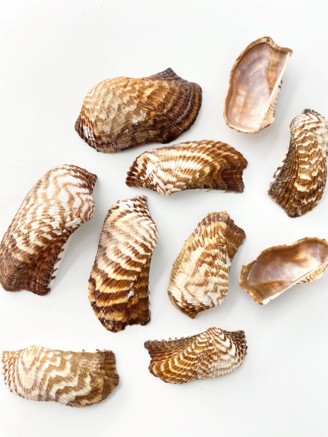 コンドルノハ 片面【約5～7cm】[メール便可-400gまで] En:Arca zebura