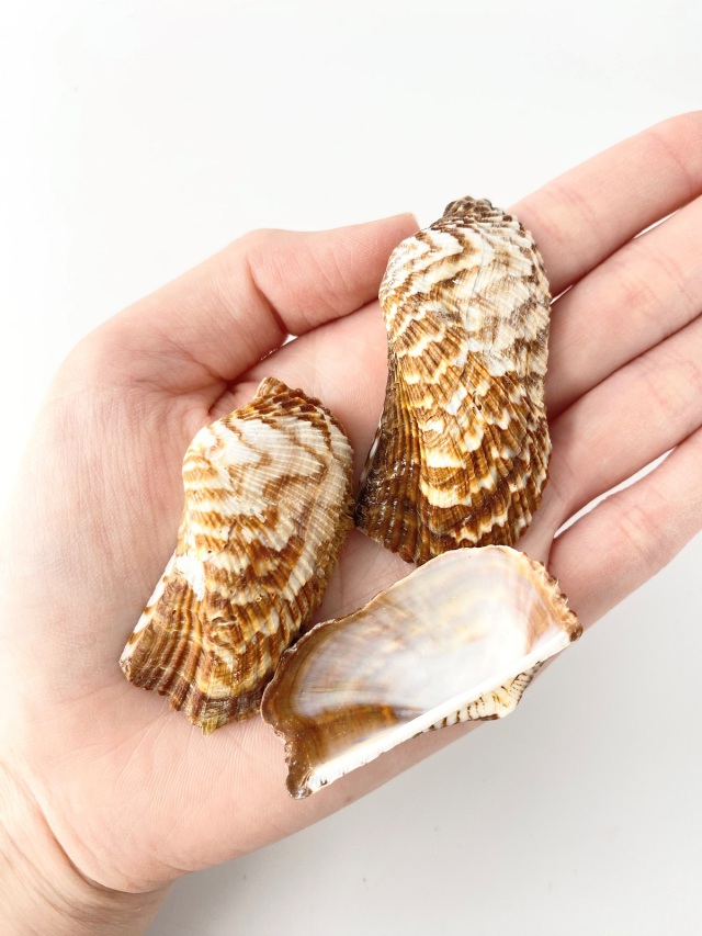 コンドルノハ 片面【約5～7cm】[メール便可-400gまで] En:Arca zebura