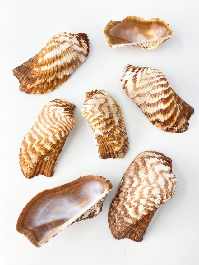 コンドルノハ 片面【約5～7cm】[メール便可-400gまで] En:Arca zebura