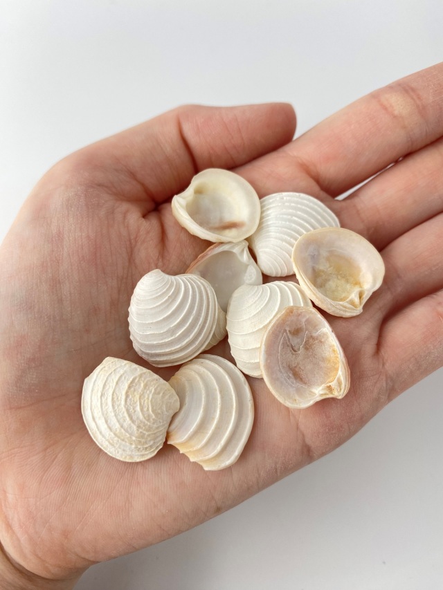 貝殻 約8.2cm