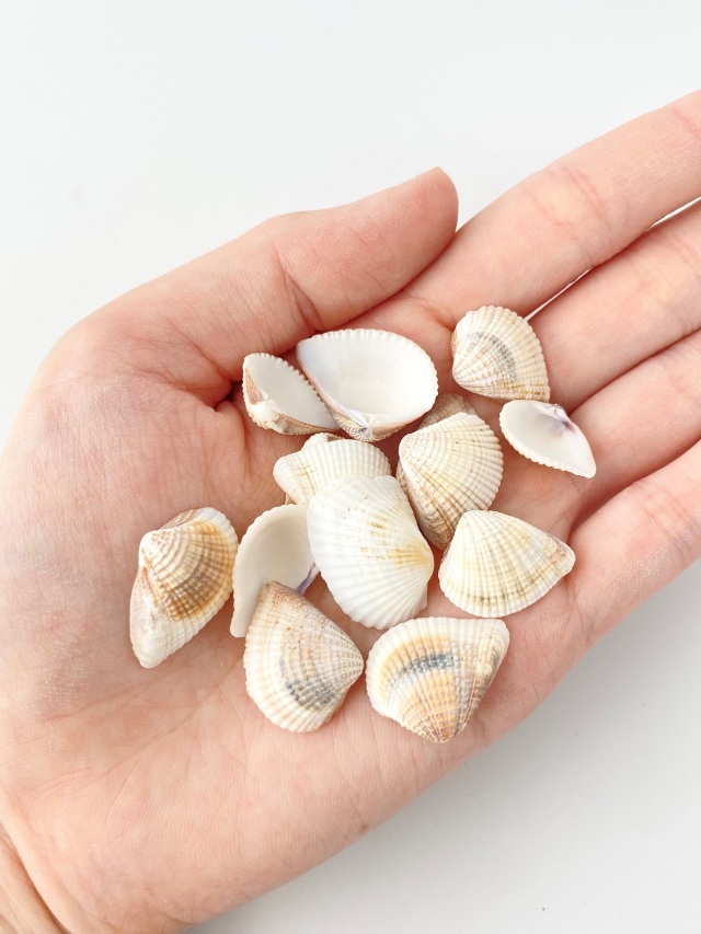 シオヤガイ【約1.5～2cm】[メール便可-300gまで] En: Anomalocardia