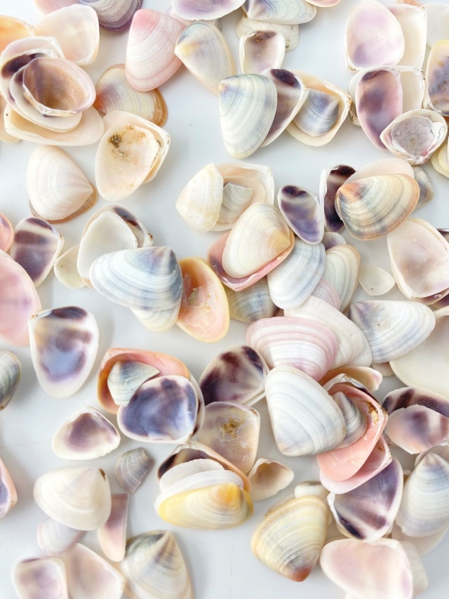 ナミノコガイ【約1～2cm】[メール便可-300gまで] En: Bean Clam