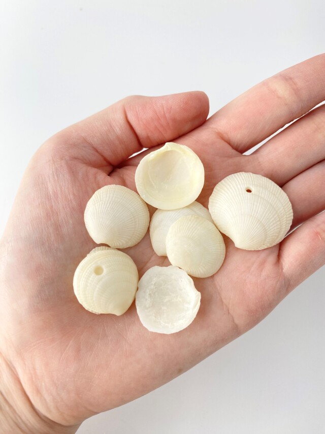 ミニツキガイ【約1.5～3.0cm/500g】[メール便可-1袋まで] En