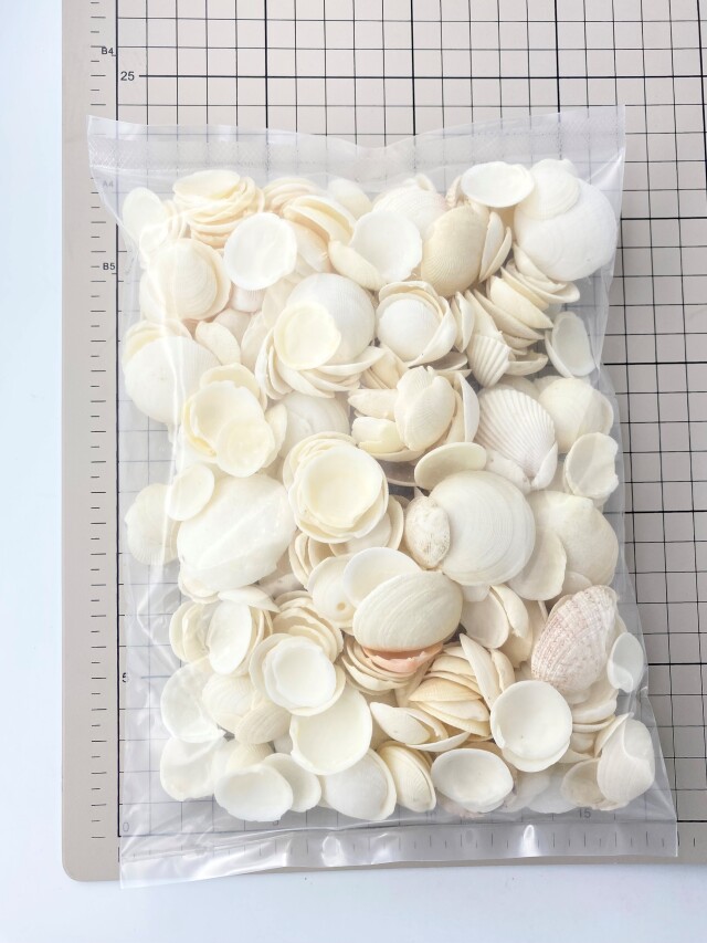 【貝殻さま　専用ページ】最短７がつ ミニツキガイ【約1.5～3.0cm/500g】[メール便可-1袋まで] En