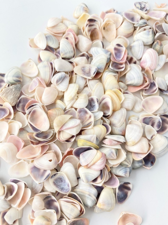 ナミノコガイ【約1～2cm】[メール便可-300gまで] En: Bean Clam