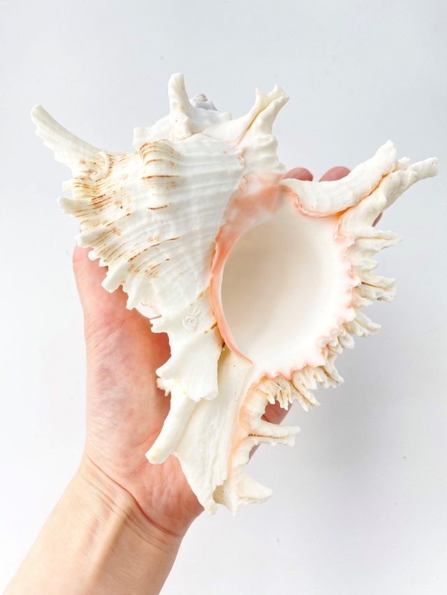 テングガイ【約16～18cm】En: Murex Ramosu (size:16-18cm) 貝殻