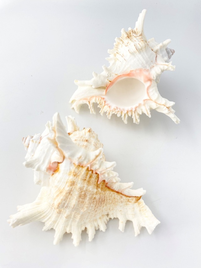 テングガイ【約16～18cm】En: Murex Ramosu (size:16-18cm) 貝殻