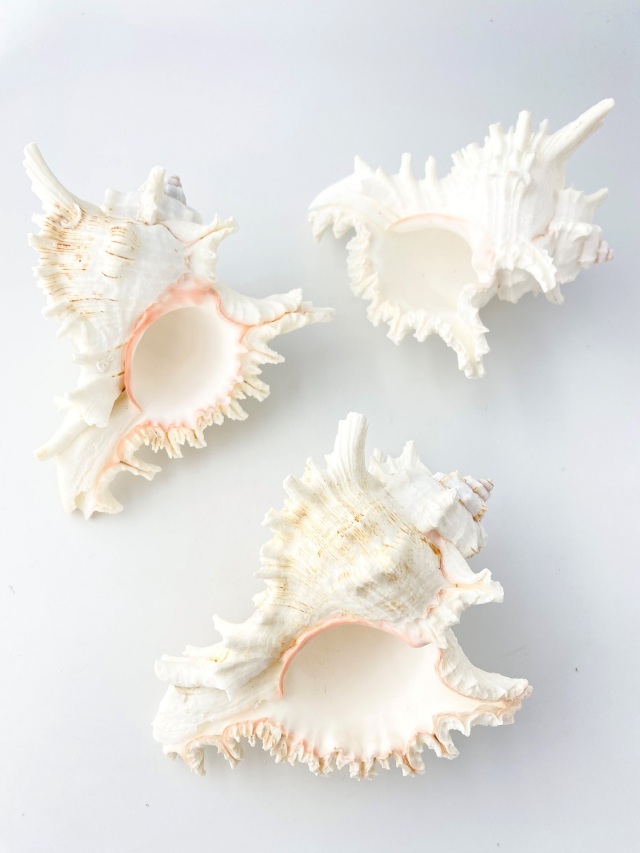 貝殻標本　テングガイ テングガイ【約16～18cm】En: Murex Ramosu (size:16-18cm) 貝殻