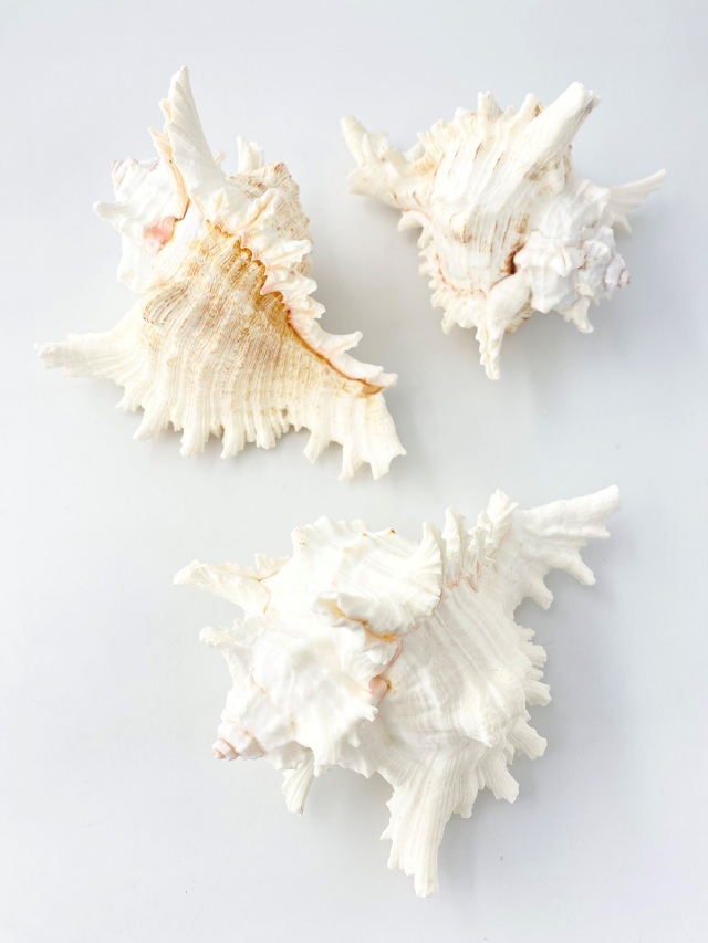 貝殻標本　テングガイ テングガイ【約16～18cm】En: Murex Ramosu (size:16-18cm) 貝殻