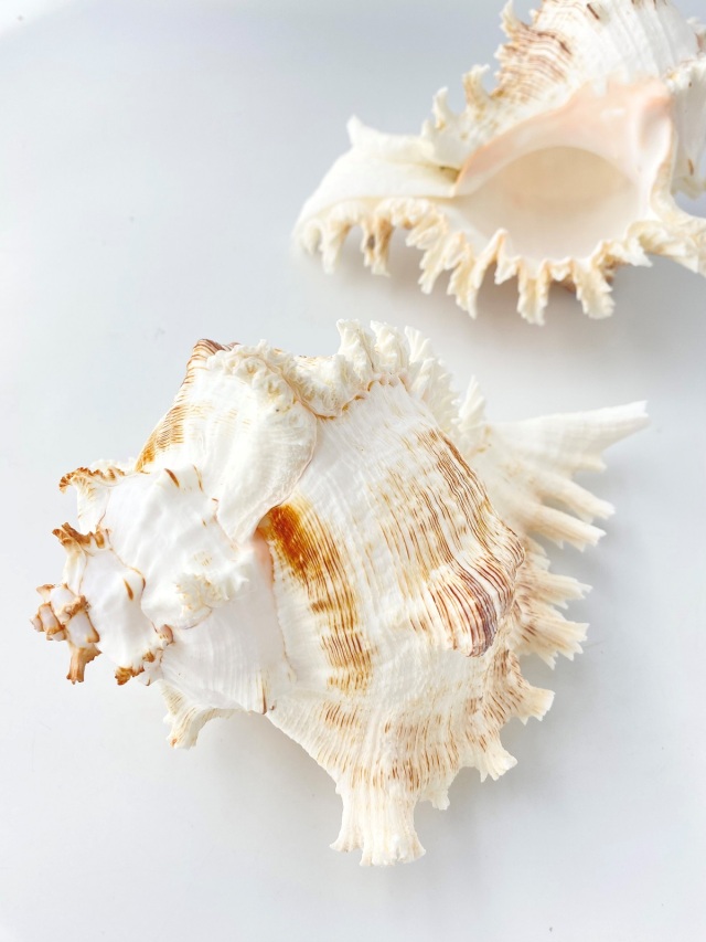 テングガイ【約18～20cm】En: Murex Ramosu (size:18-20cm) 貝殻