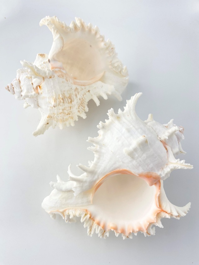 テングガイ【約20～22cm】En: Murex Ramosu (size:20-22cm) 貝殻