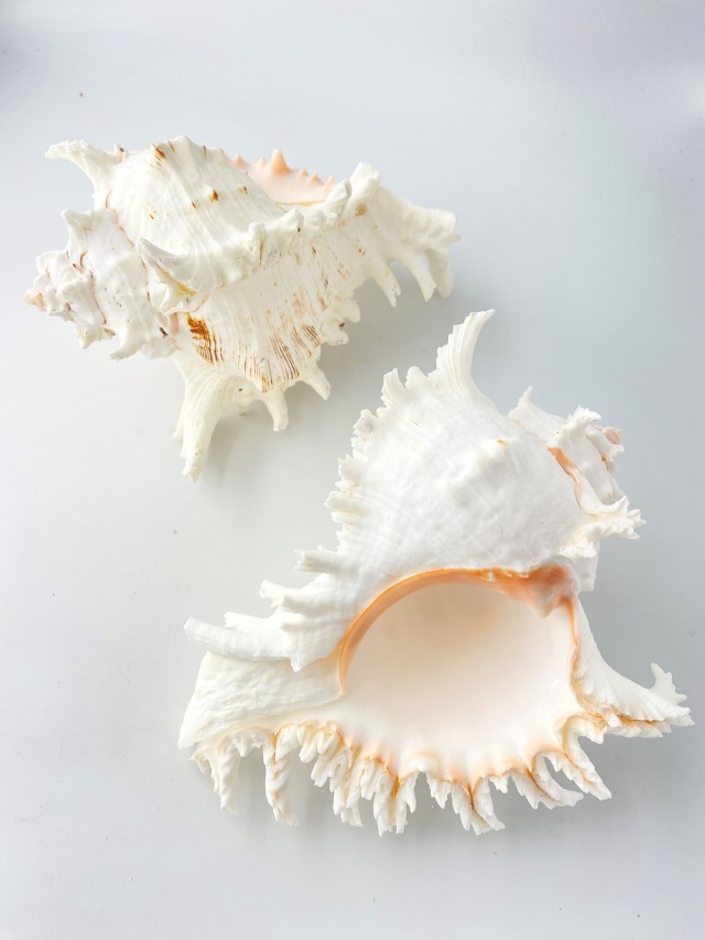 テングガイ【約22～24cm】En: Murex Ramosu (size:22-24cm) 貝殻